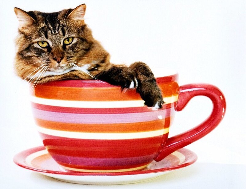 cat in a striped cup