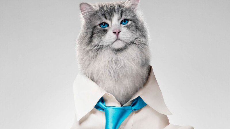 cat in a suit and tie