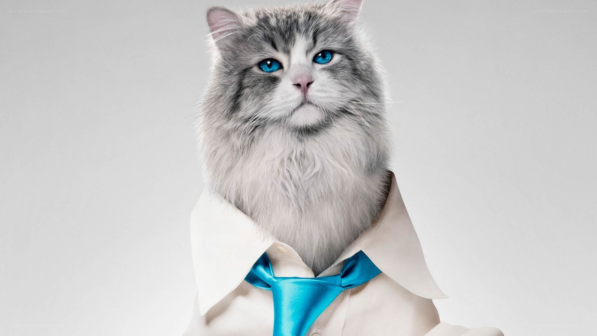 cat in a suit and tie