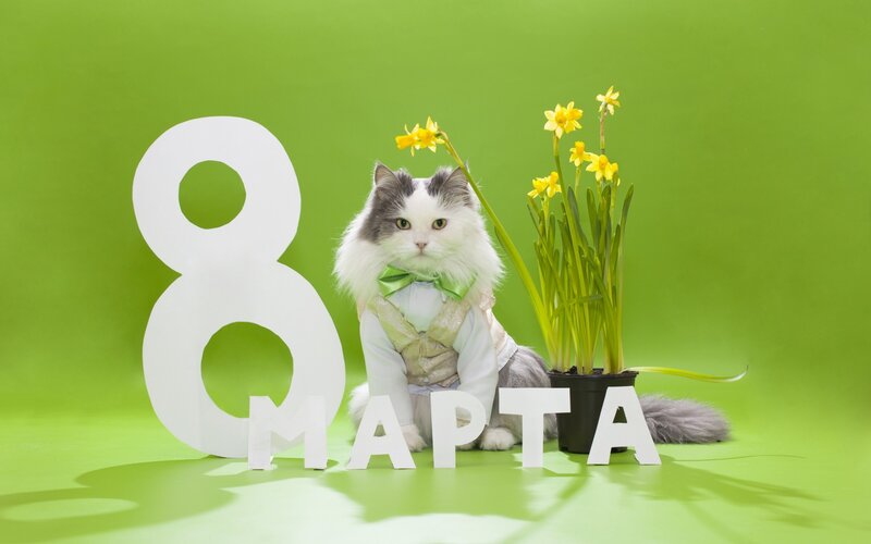 Cat in a Suit — Green