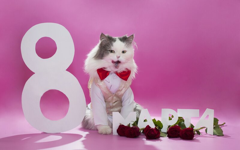 Cat in a Suit — Pink