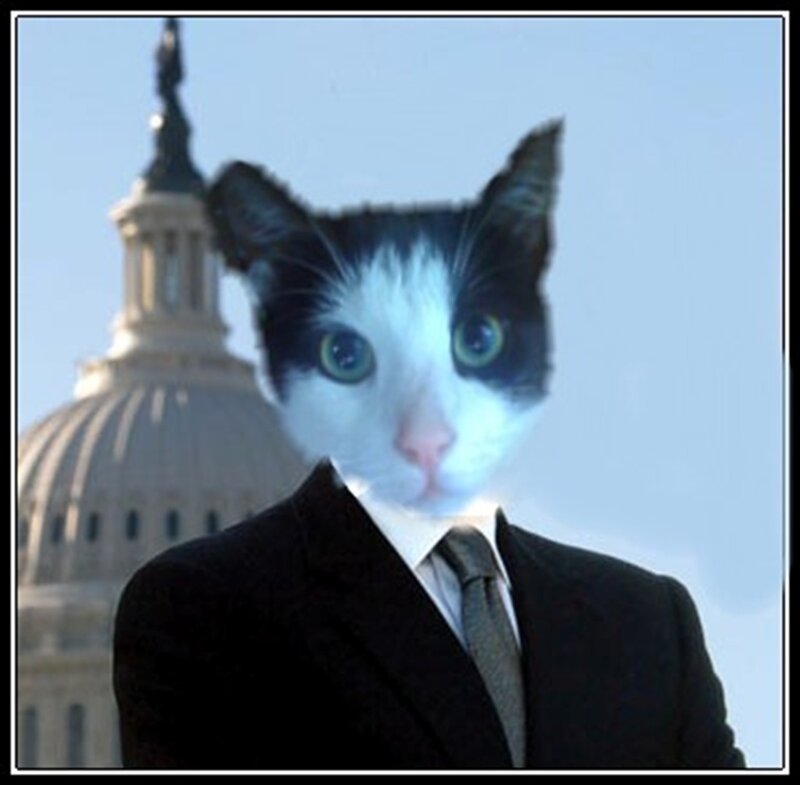 Cat in a Suit