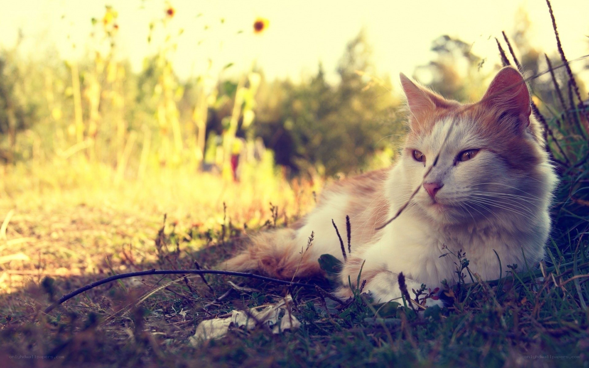 cat in a sunlit field