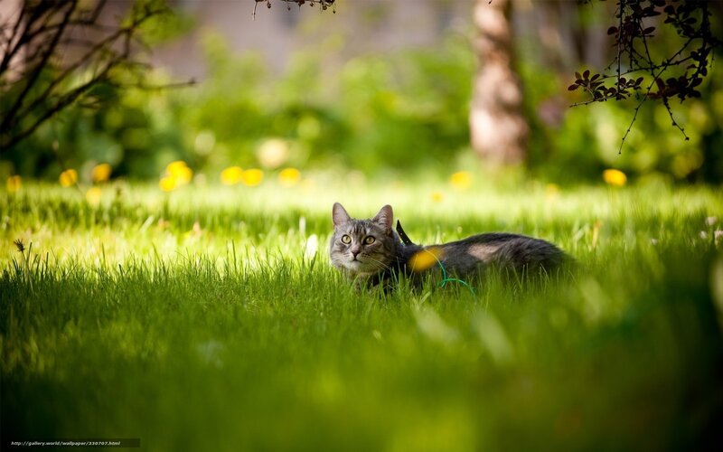 Cat in a sunlit garden