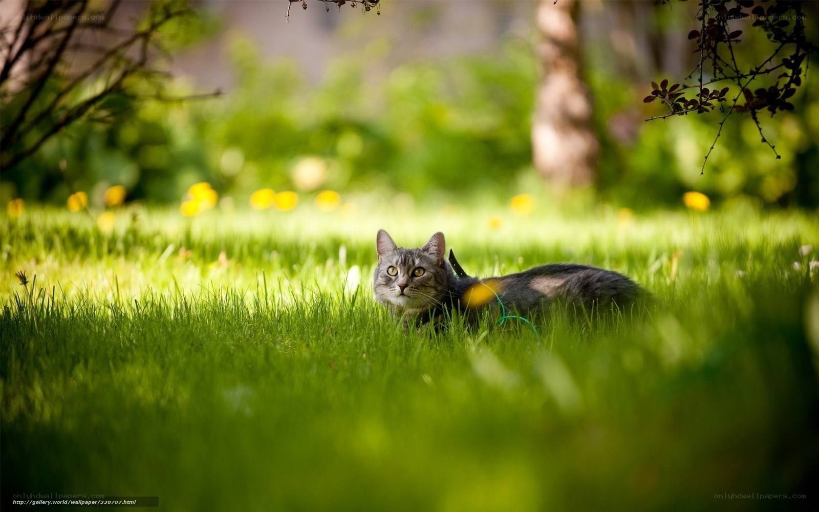 Cat in a sunlit garden