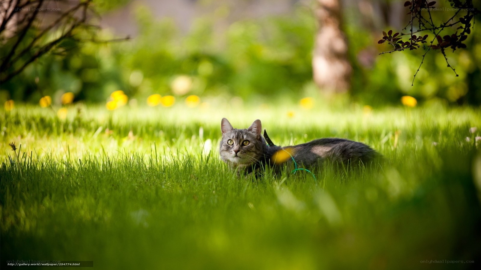 Cat in a sunlit garden