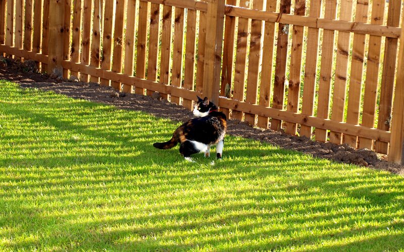 Cat in a sunny backyard