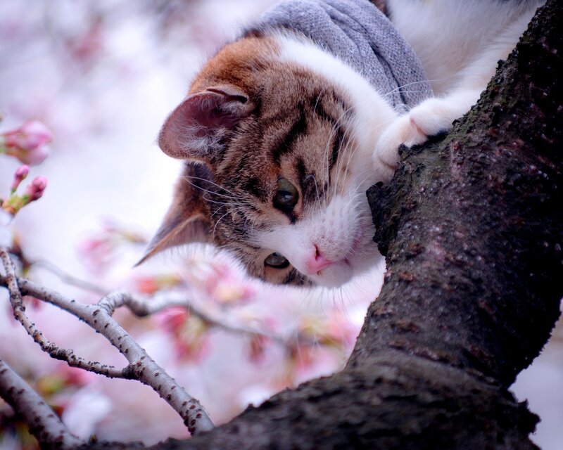 cat in a sweater on tree branch