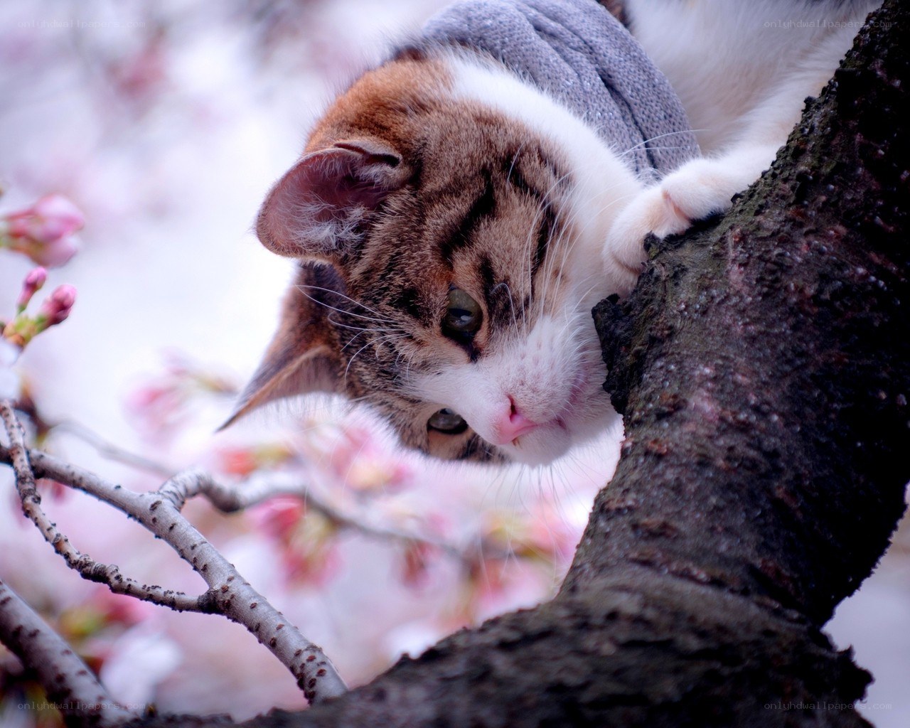 cat in a sweater on tree branch