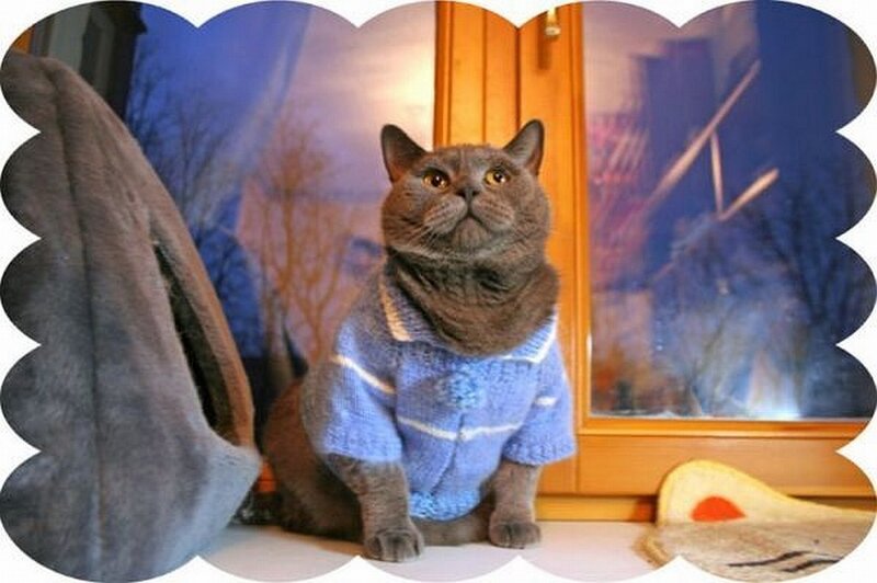 cat in a sweater
