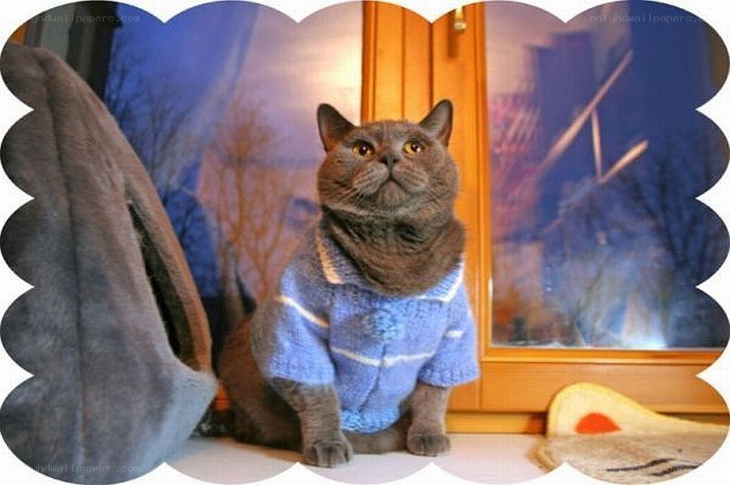 cat in a sweater