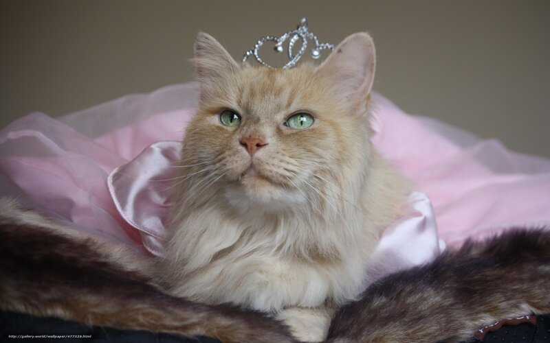 cat in a tiara and dress
