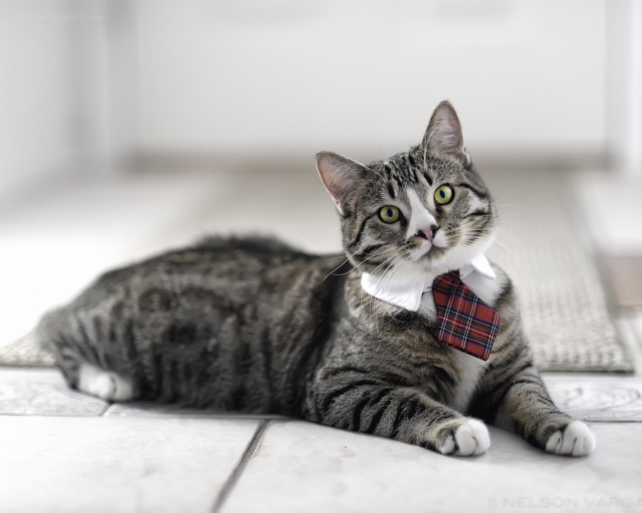 cat in a tie