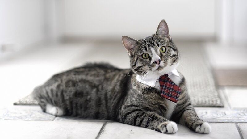 cat in a tie