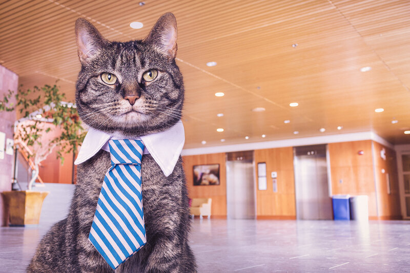cat in a tie and collar
