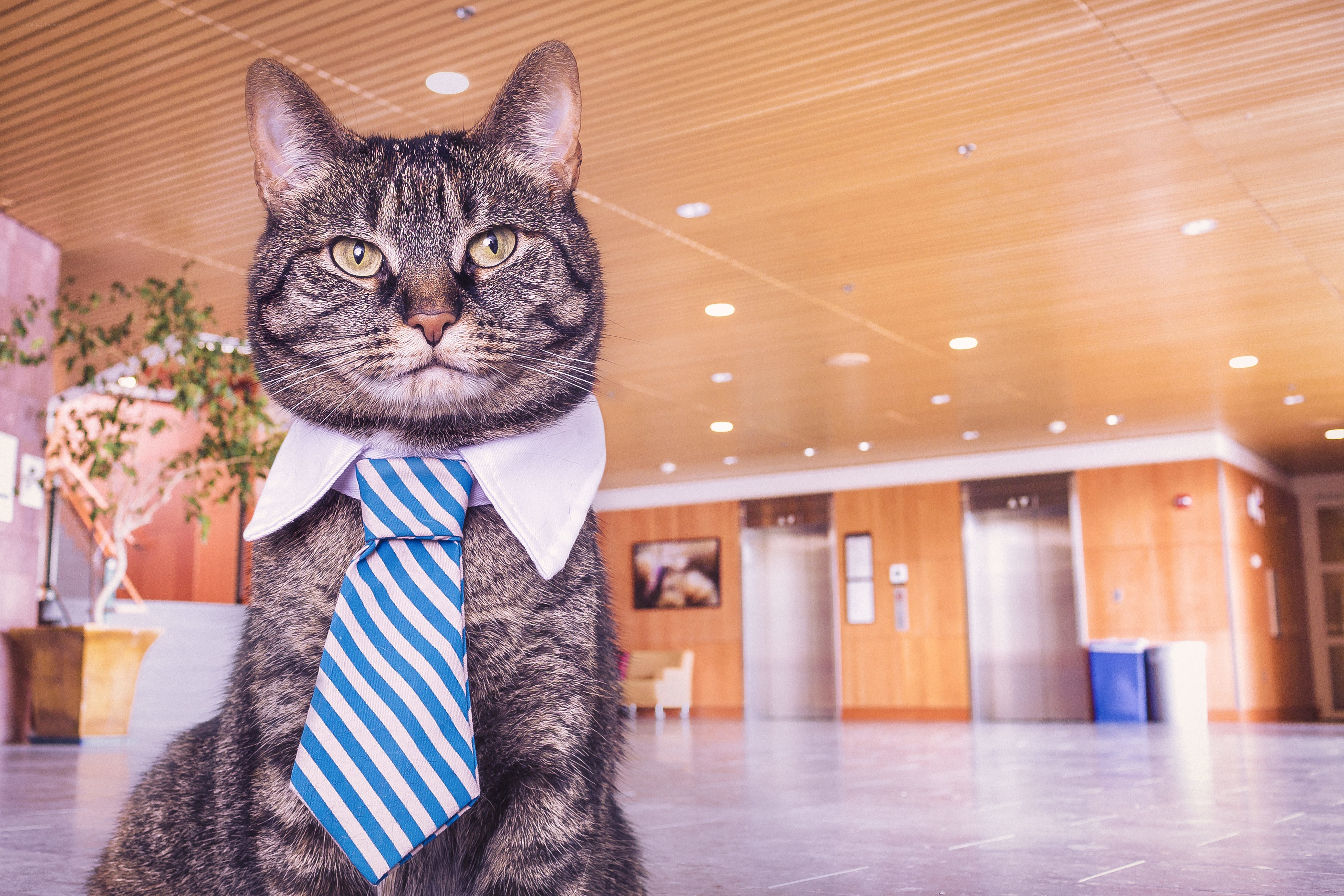cat in a tie and collar