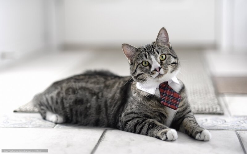 cat in a tie