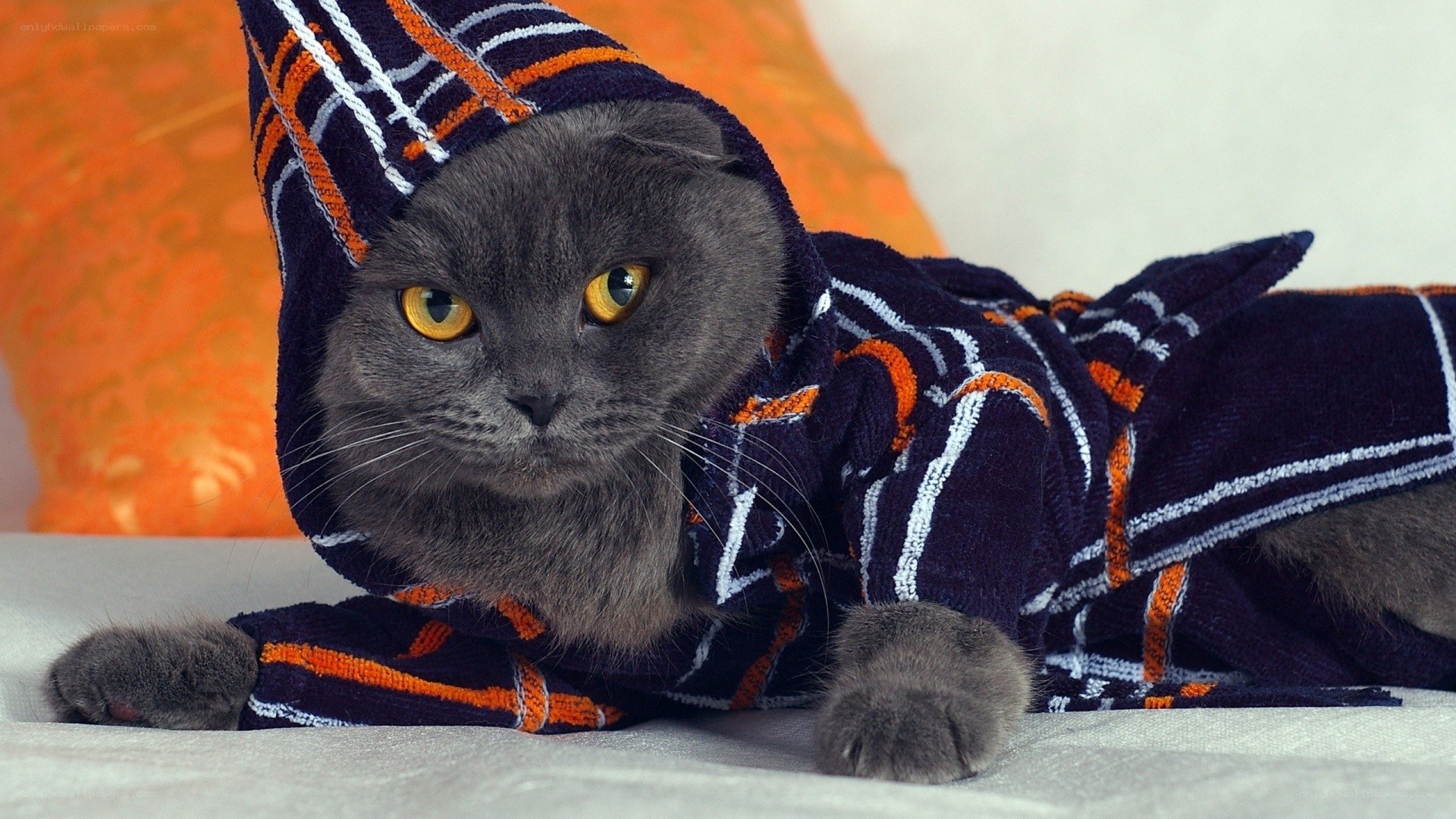 cat in a towel robe