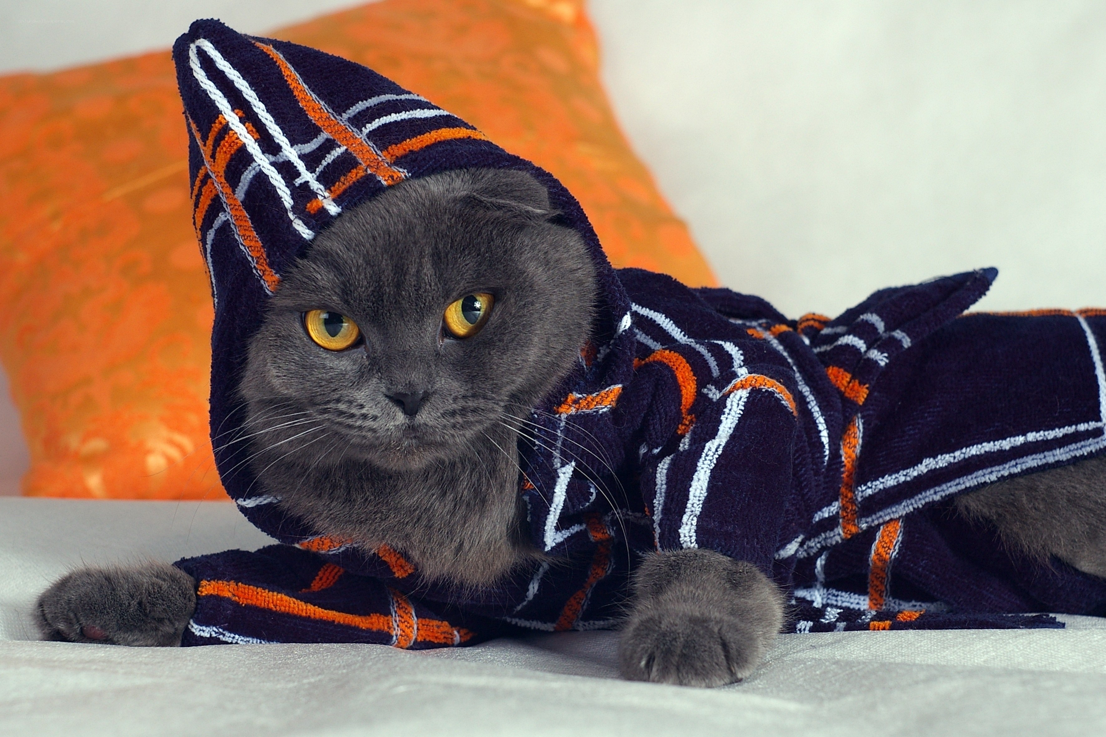 cat in a towel robe
