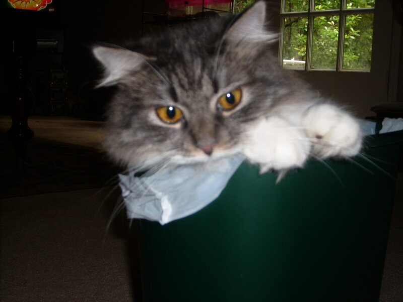 cat in a trash can
