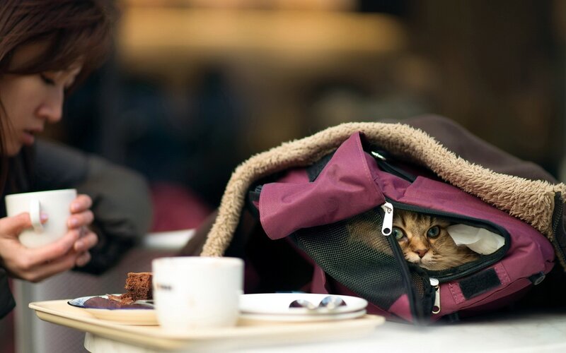 Cat in a travel bag at cafe
