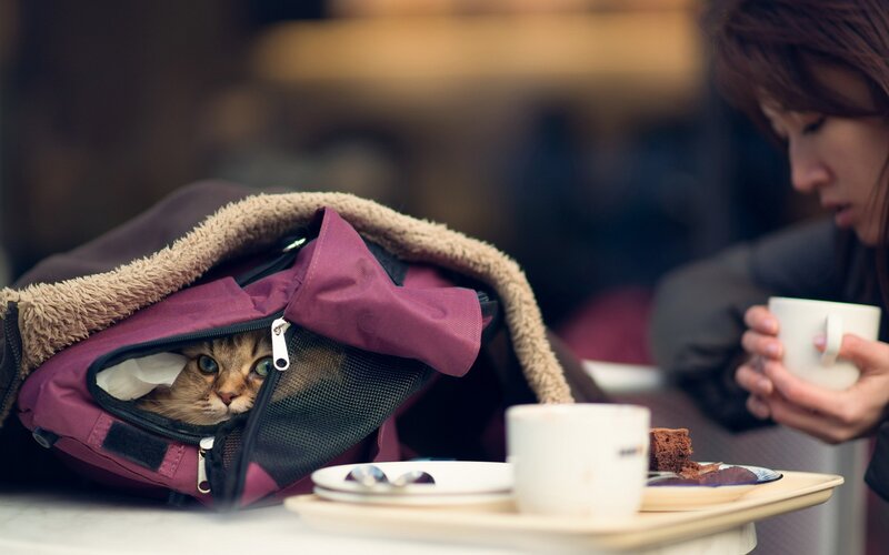 cat in a travel bag at cafe