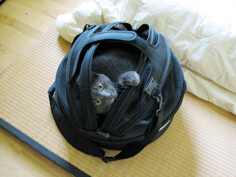 cat in a travel carrier