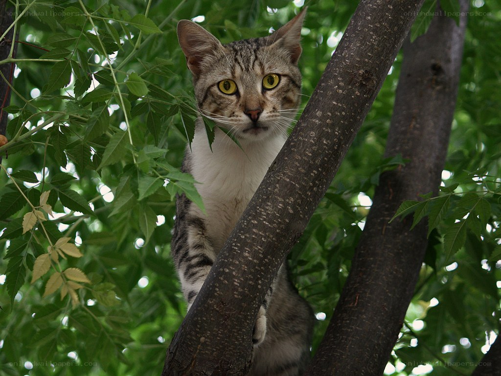 cat in a tree
