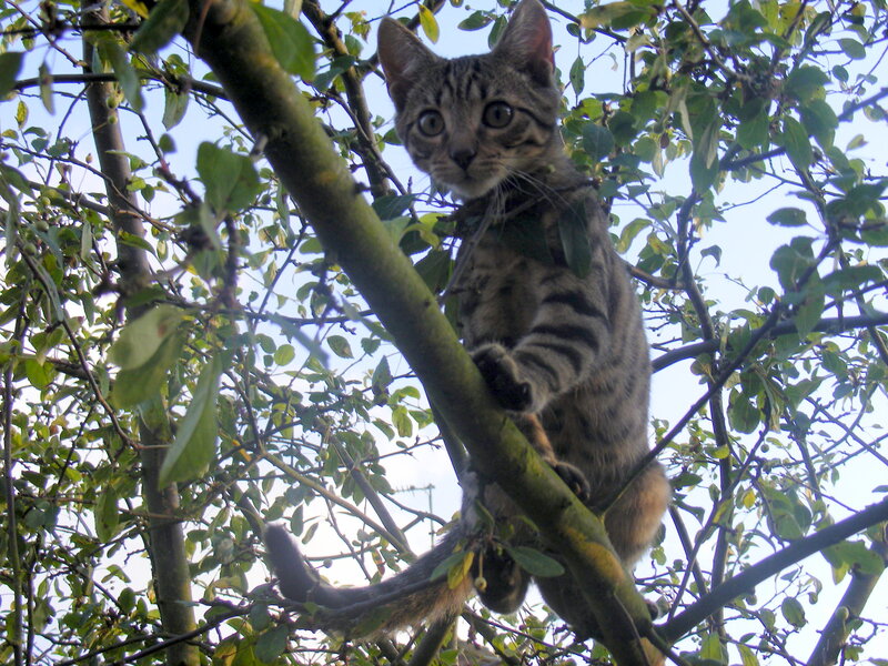 cat in a tree