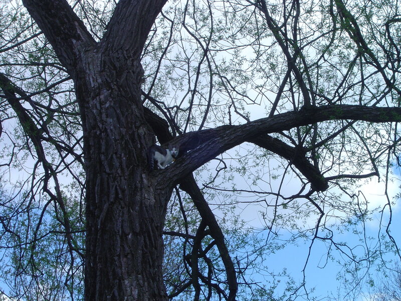 Cat in a Tree — Brown