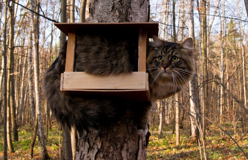 cat in a tree house