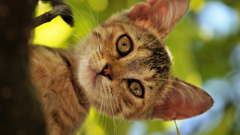 cat in a tree