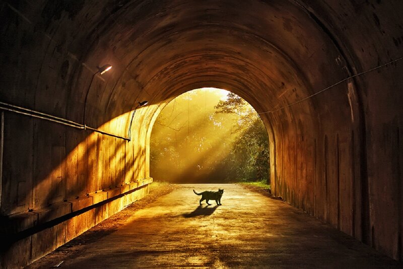 Cat in a Tunnel — Yellow