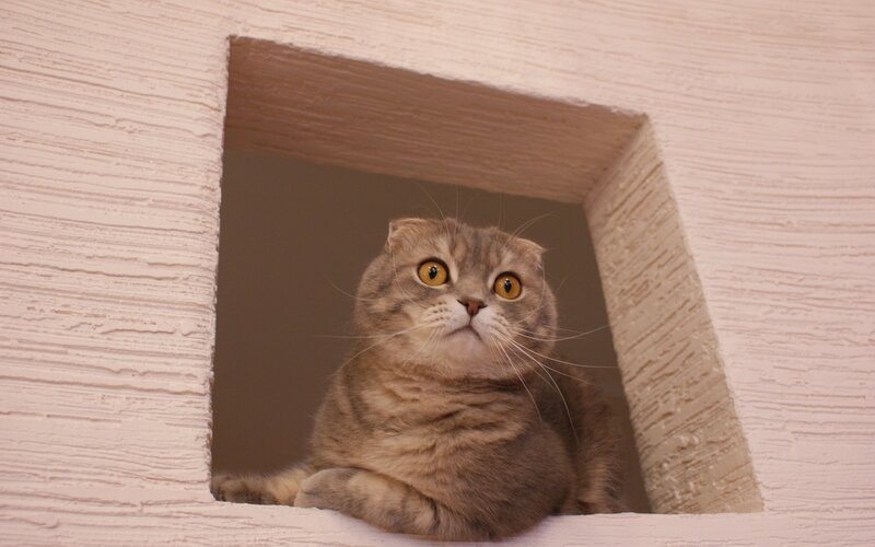 cat in a wall cubby