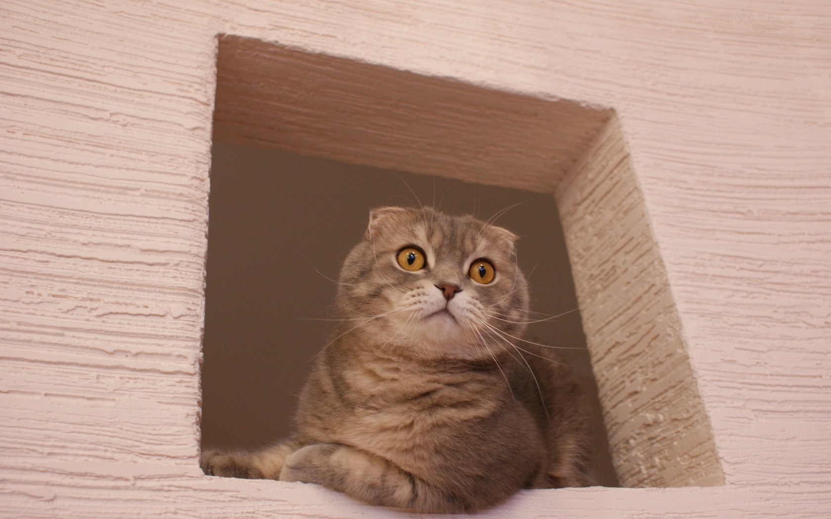cat in a wall cubby