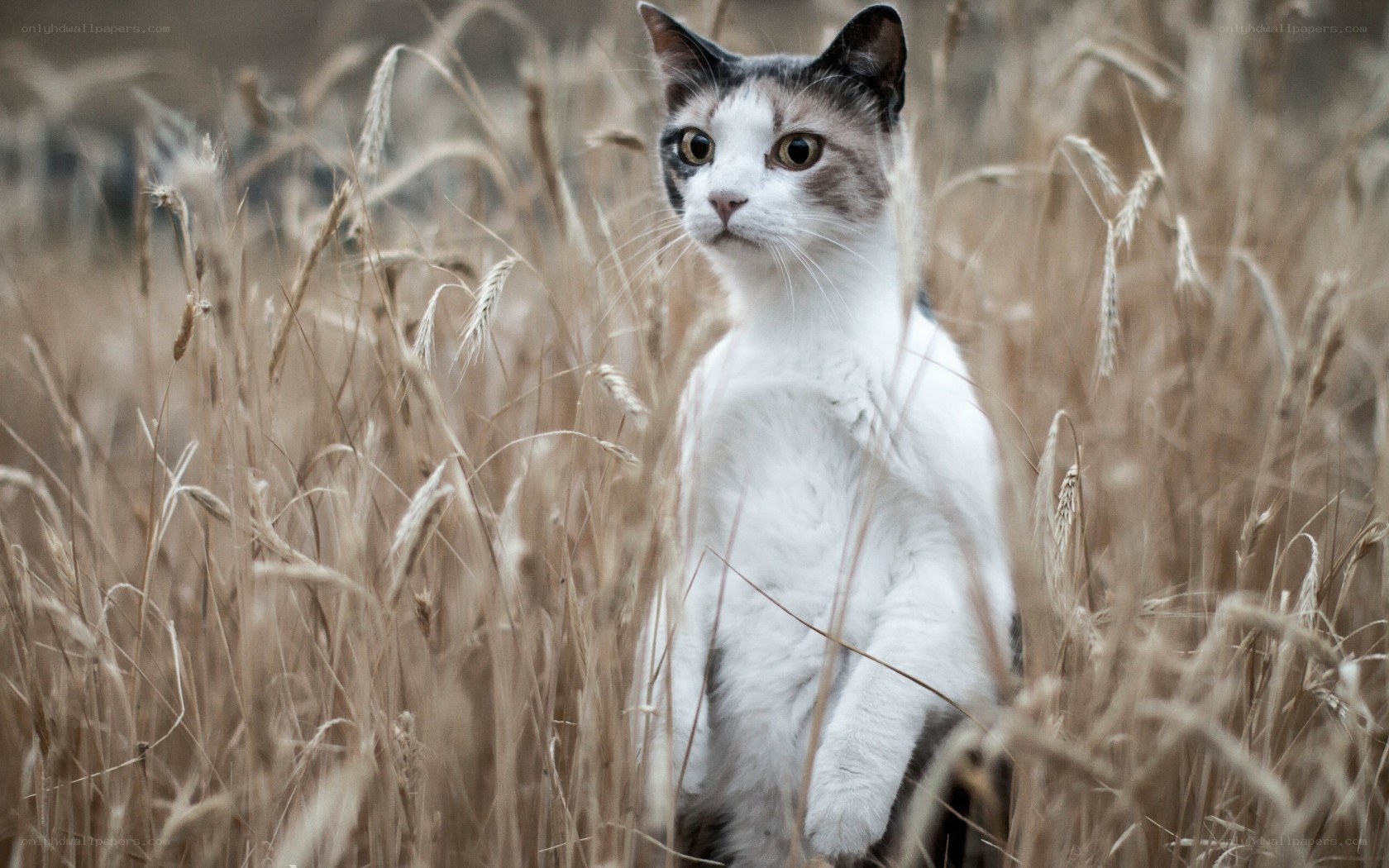 cat in a wheat field