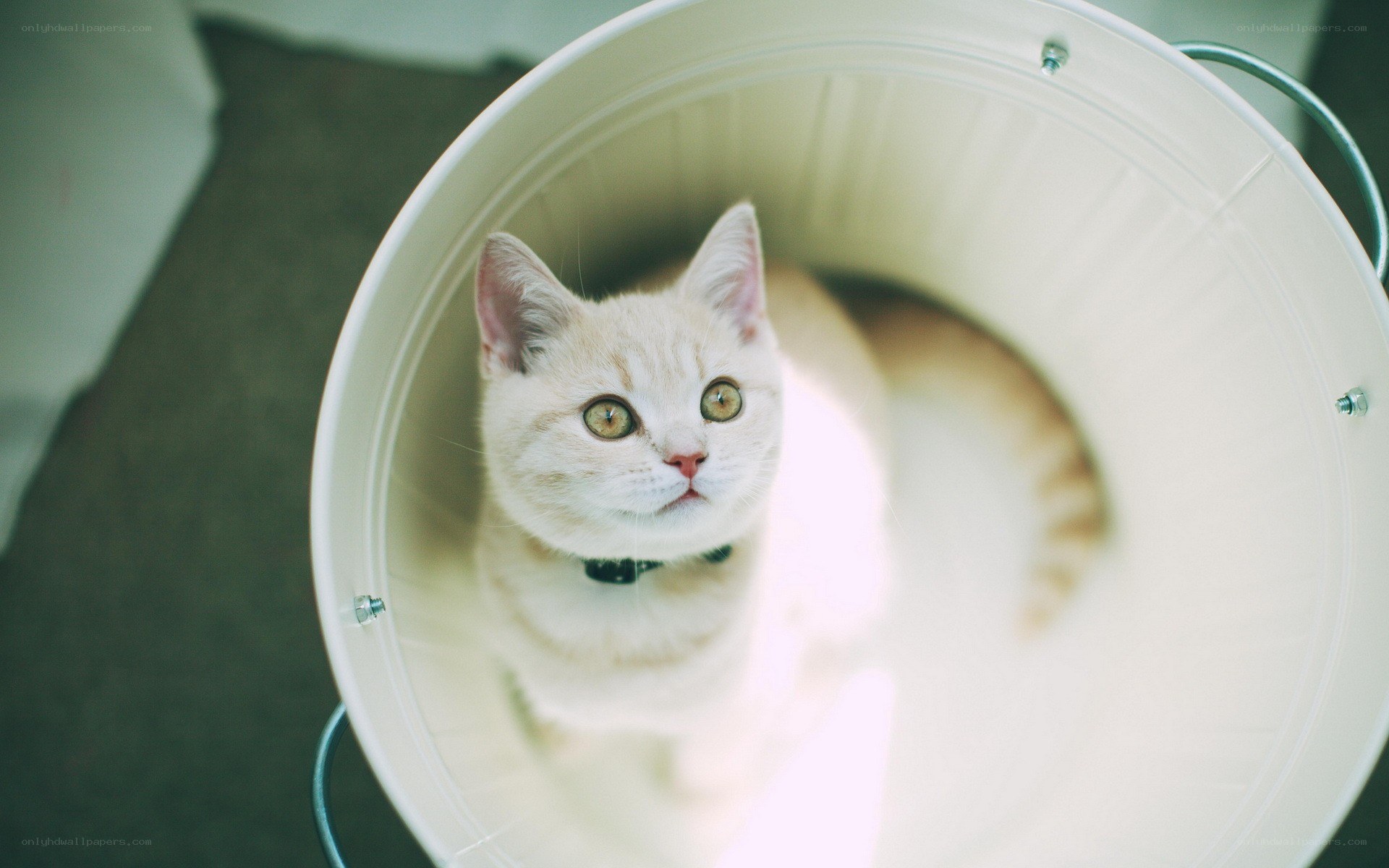 cat in a white bucket