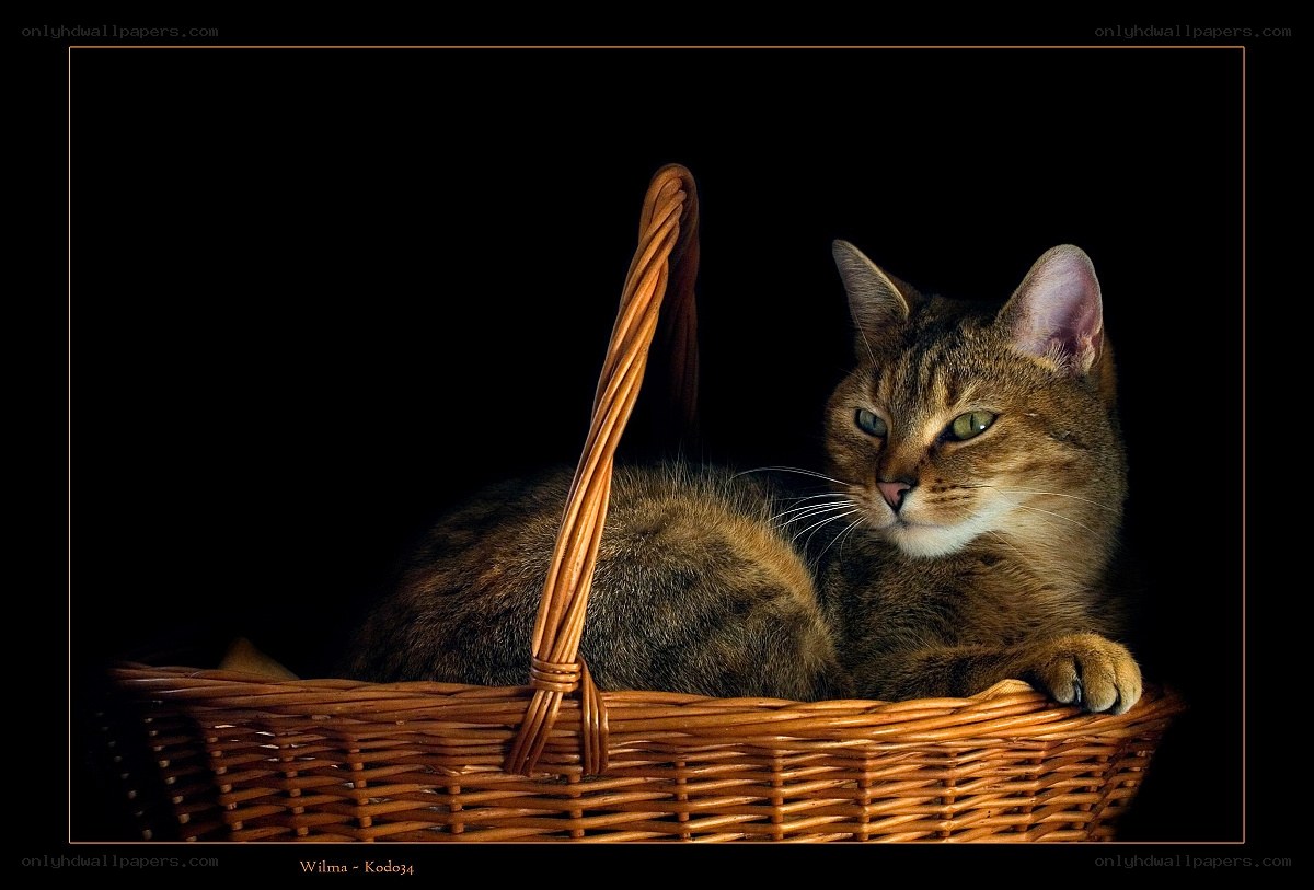 Cat in a wicker basket