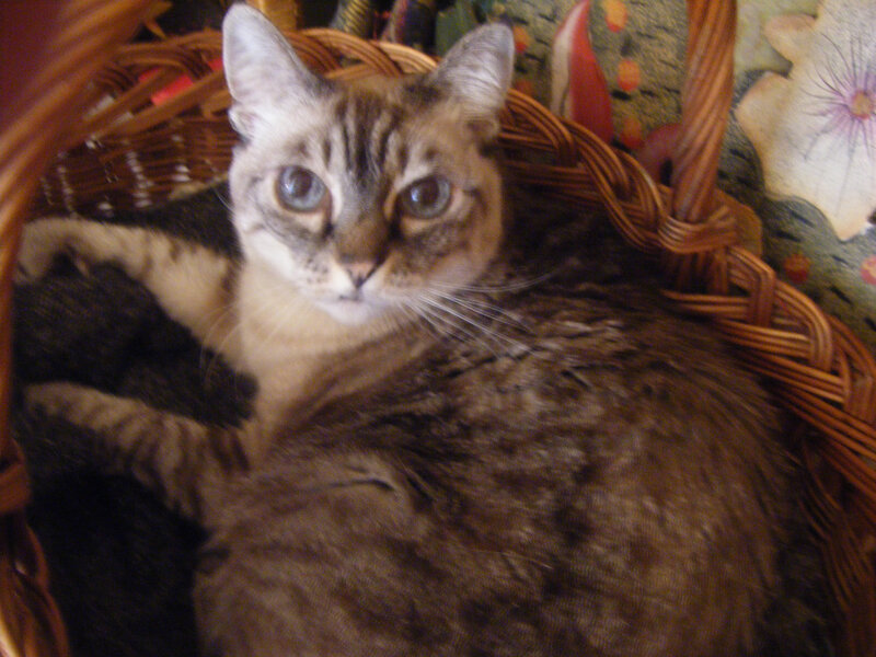 cat in a wicker basket