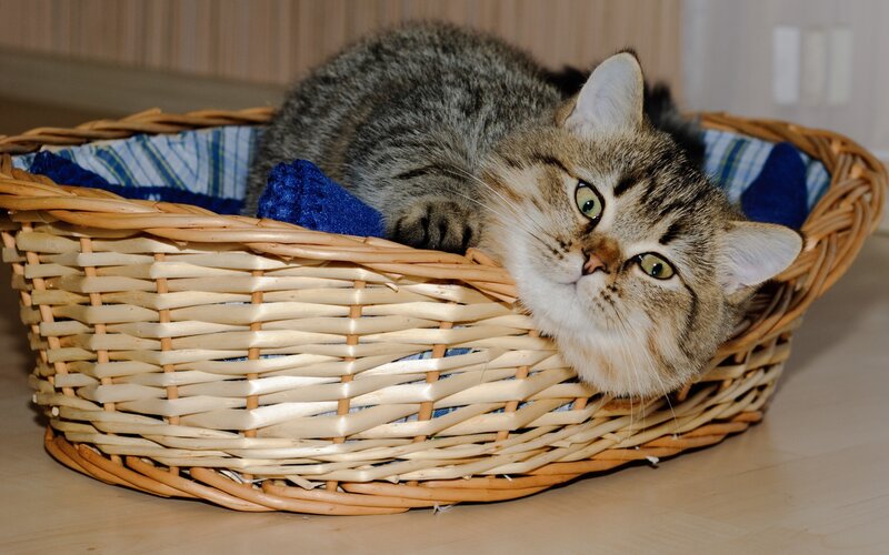 cat in a wicker basket