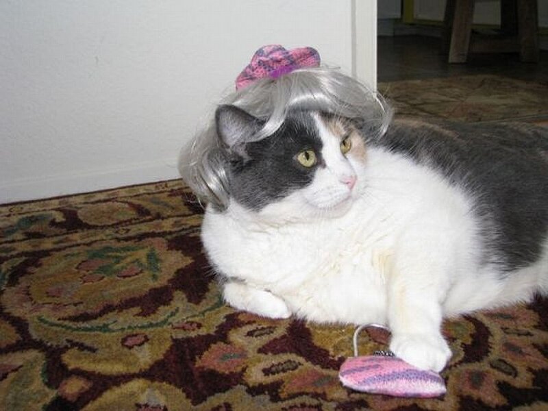 cat in a wig
