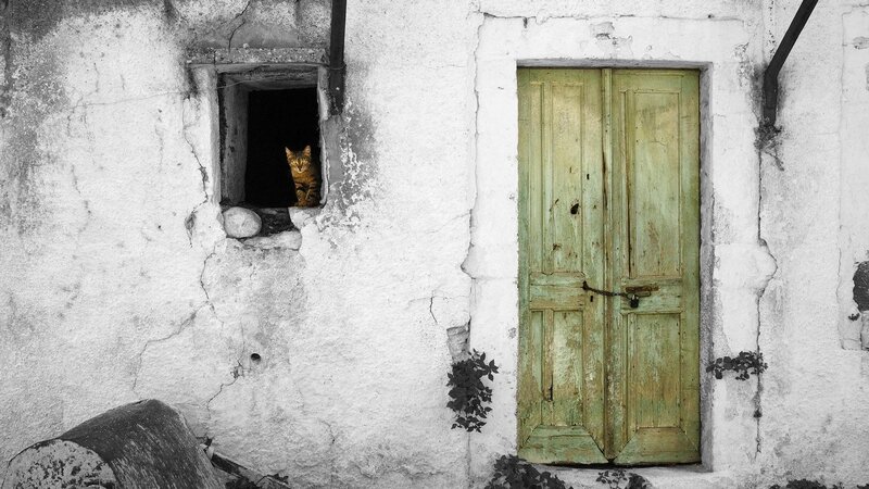 cat in a window
