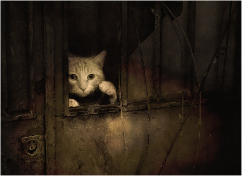 Cat in a Window — Brown