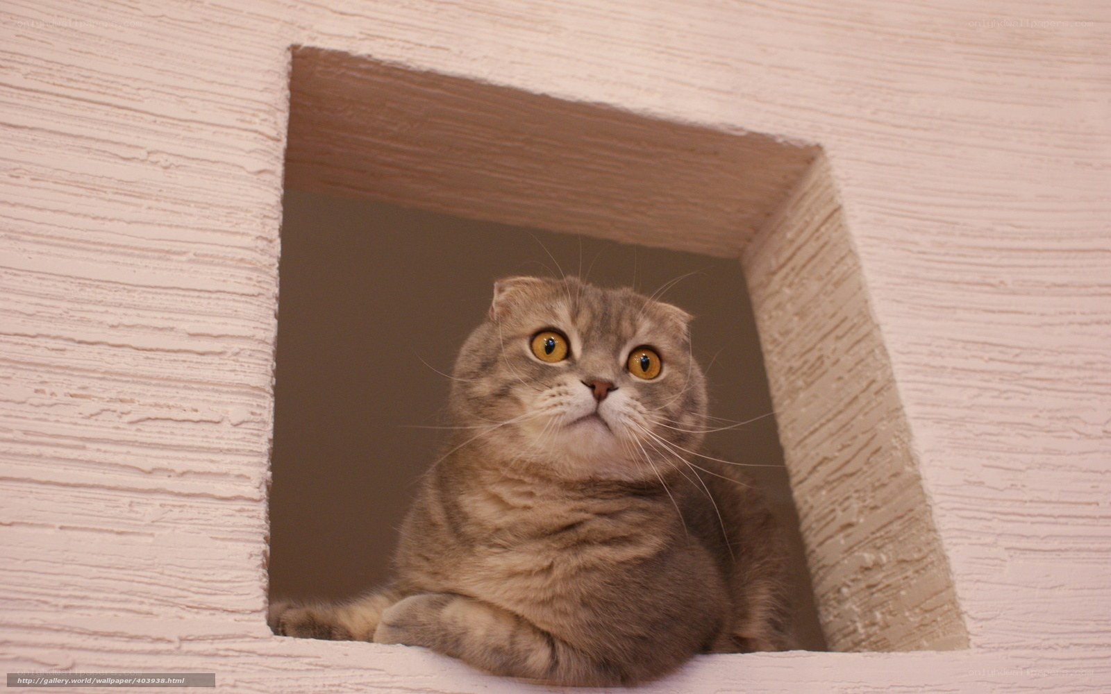 cat in a window frame