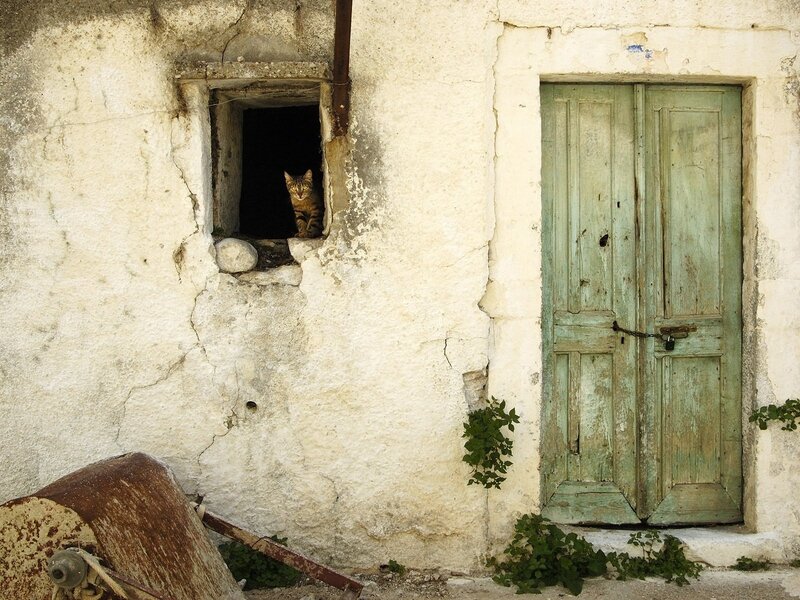 cat in a window