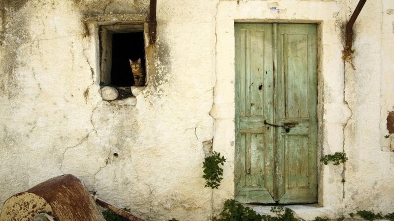 Cat in a Window — White, Quiet