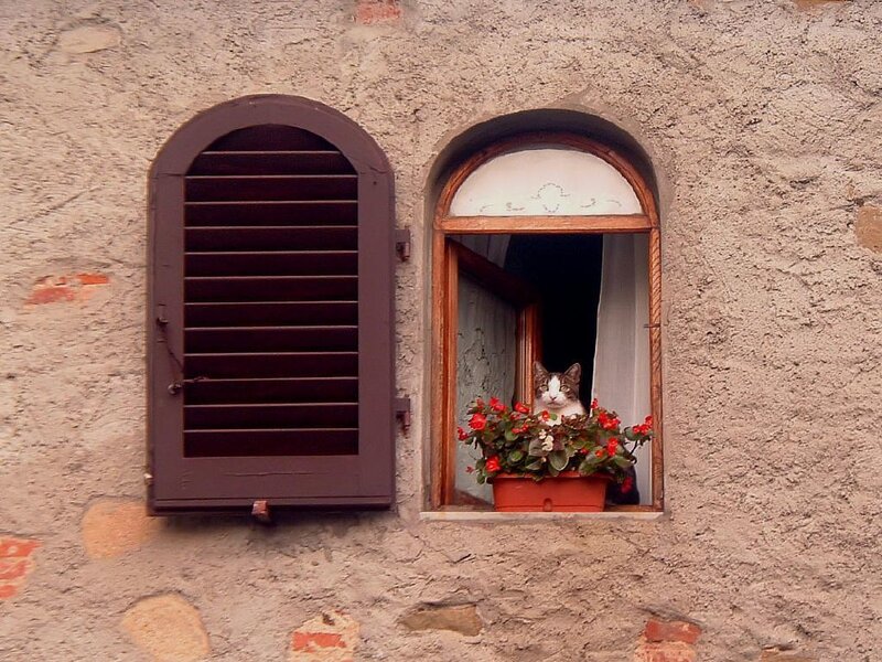 cat in a window with flowers