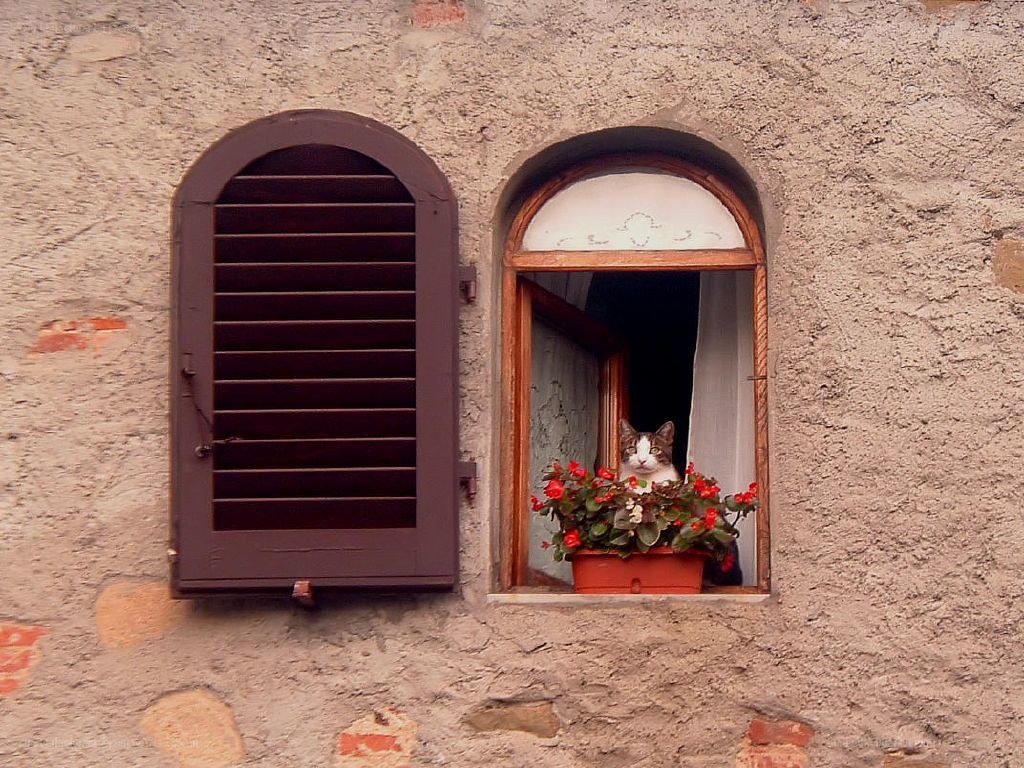 cat in a window with flowers