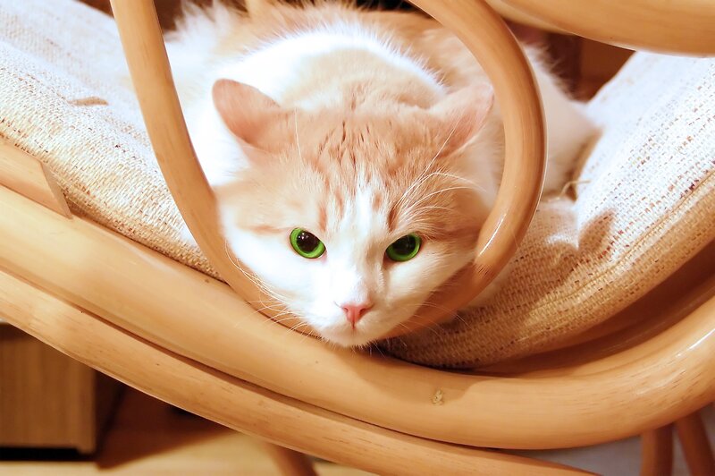 cat in a wooden chair