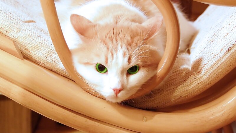 cat in a wooden chair
